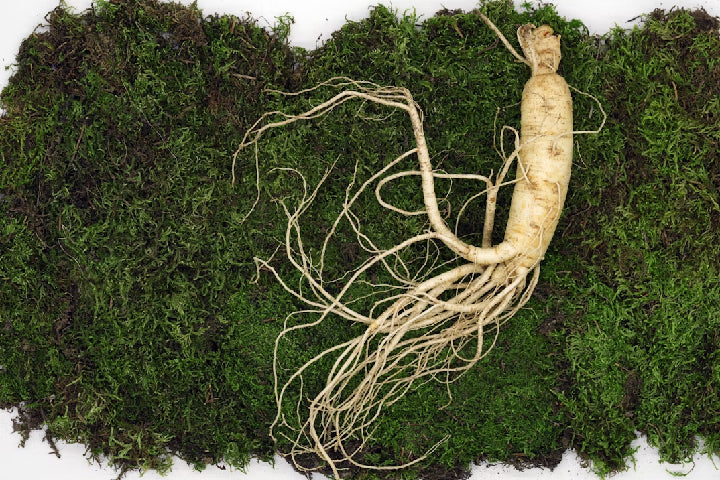Vilken ginseng är bäst?